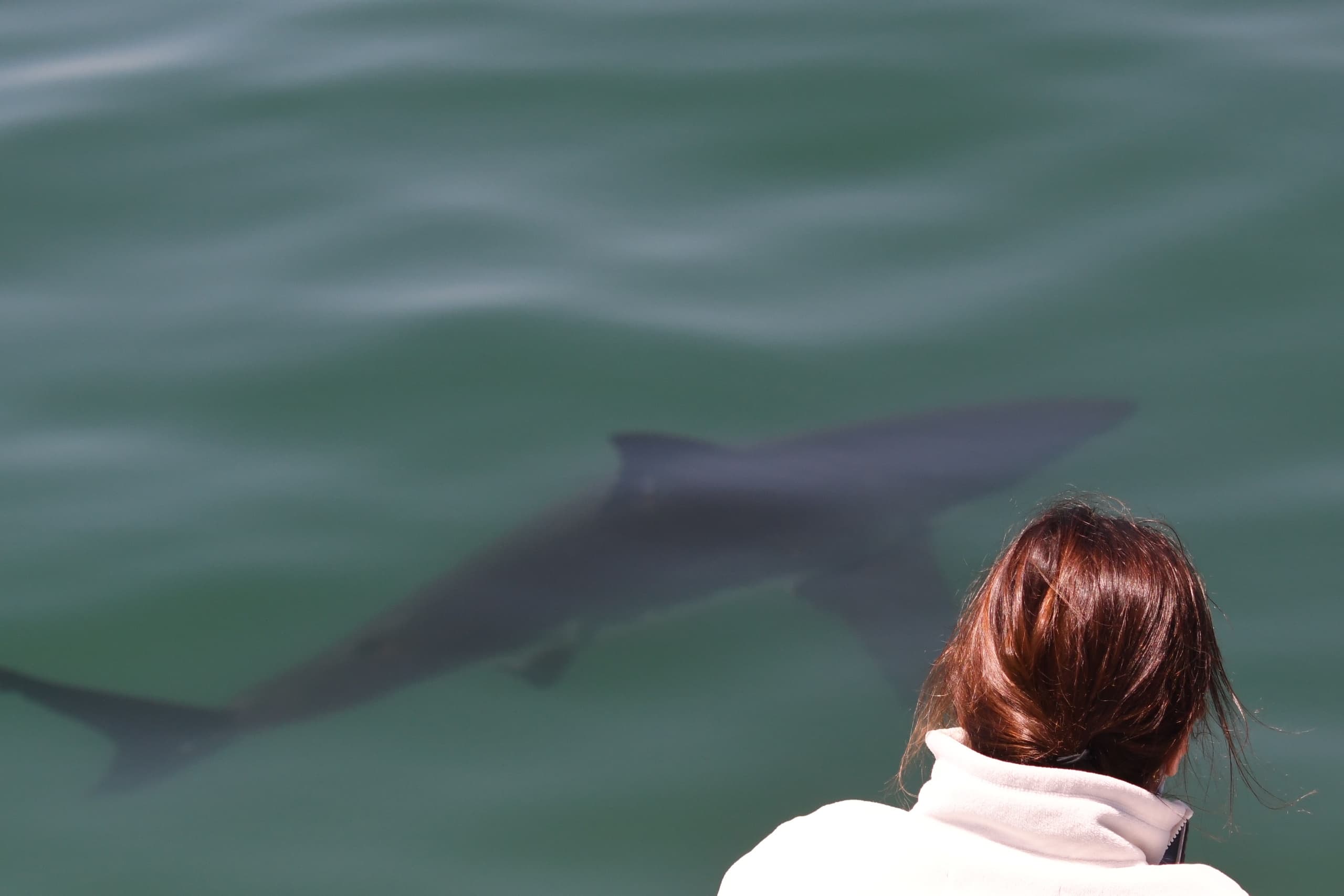Great White Shark Adventure in San Diego