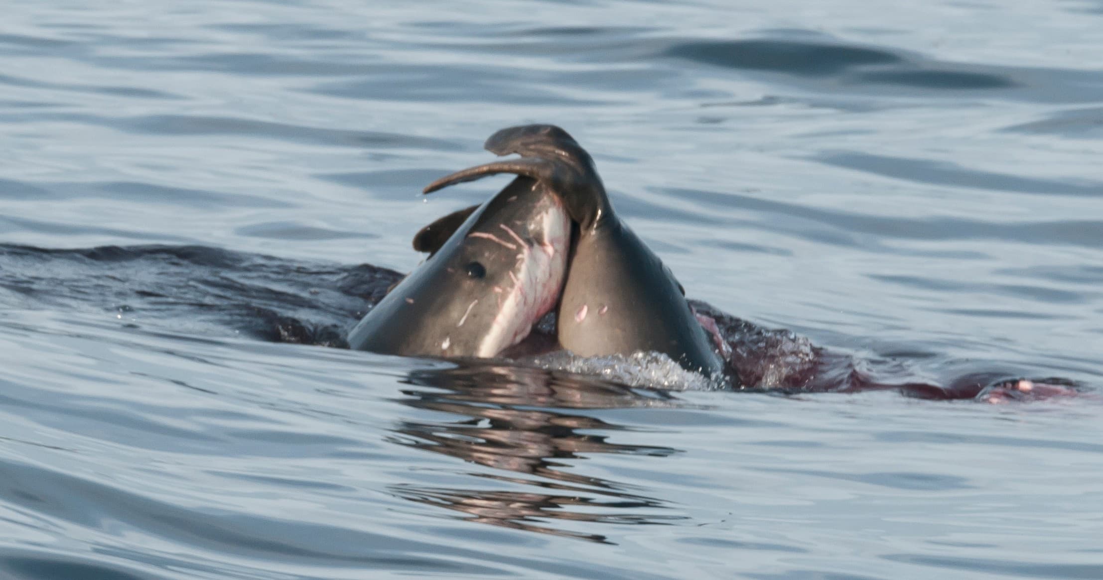 Great White Shark Adventure at Año Nuevo Island, Santa Cruz