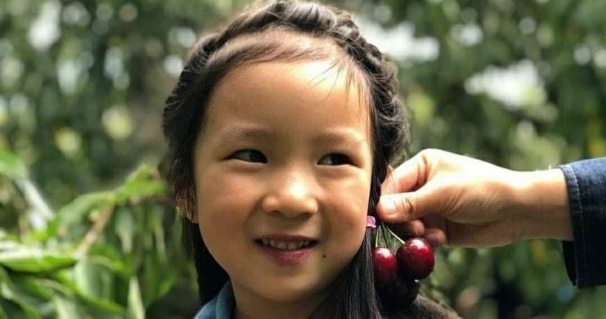 U-Pick Cherries at Blue Hills Berries & Cherries in Silvan, Victoria: Fresh Orchard Fun for All Ages