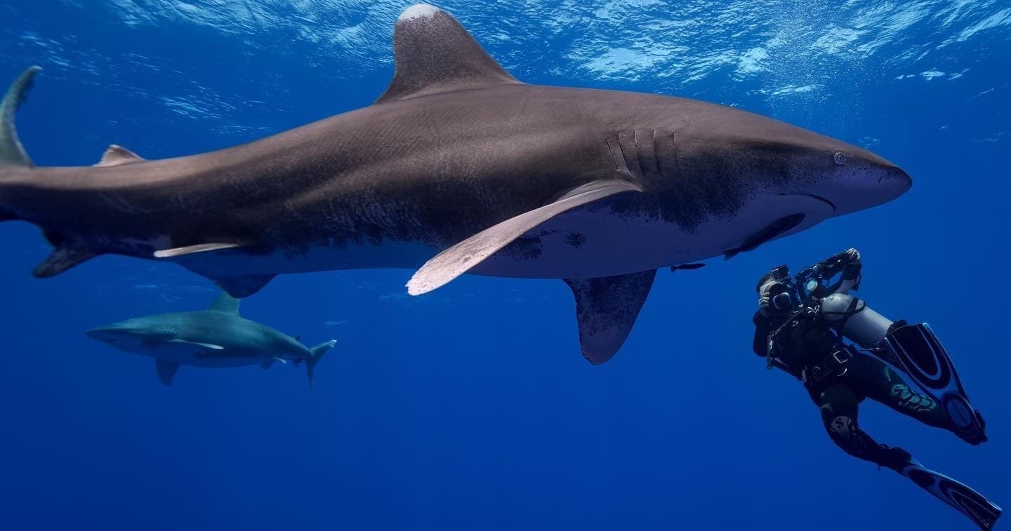 Shark encounter with diver on open ocean reef scuba dive