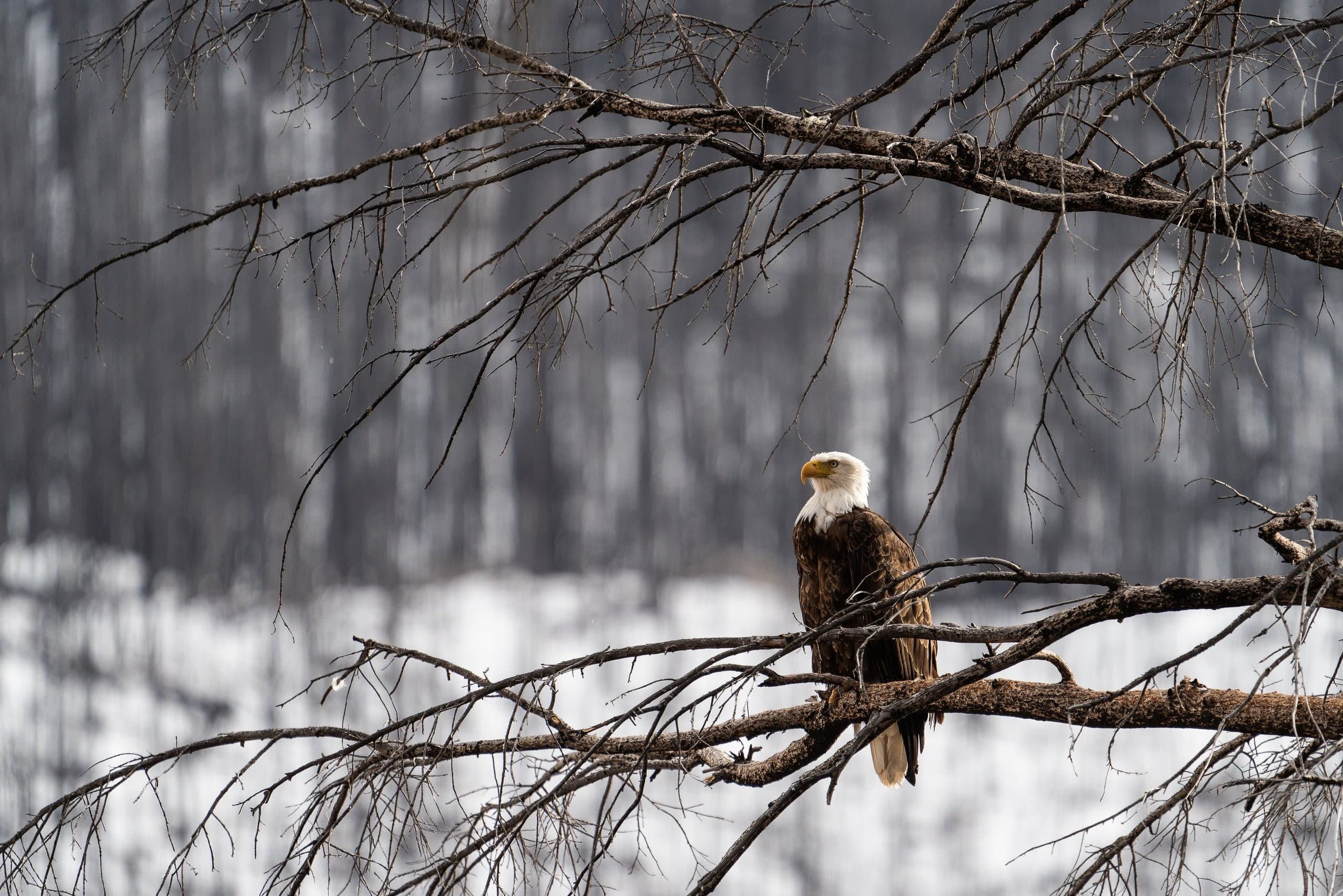 Private Photography Tour in Yoho & Kootenay National Parks photo 2