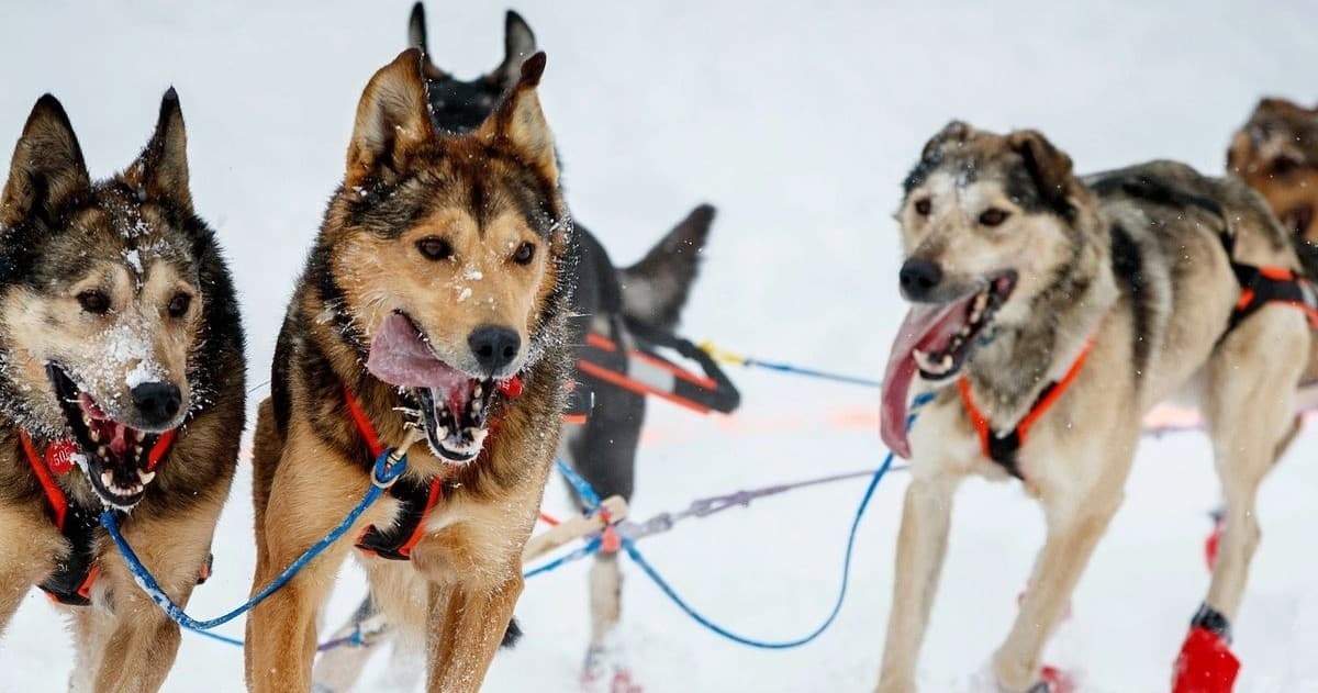Elevation Sled Dogs fleet