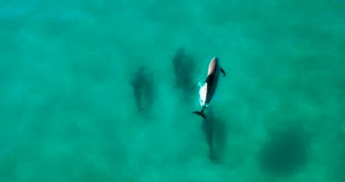 Aerial dolphin pod swimming in turquoise coastal waters