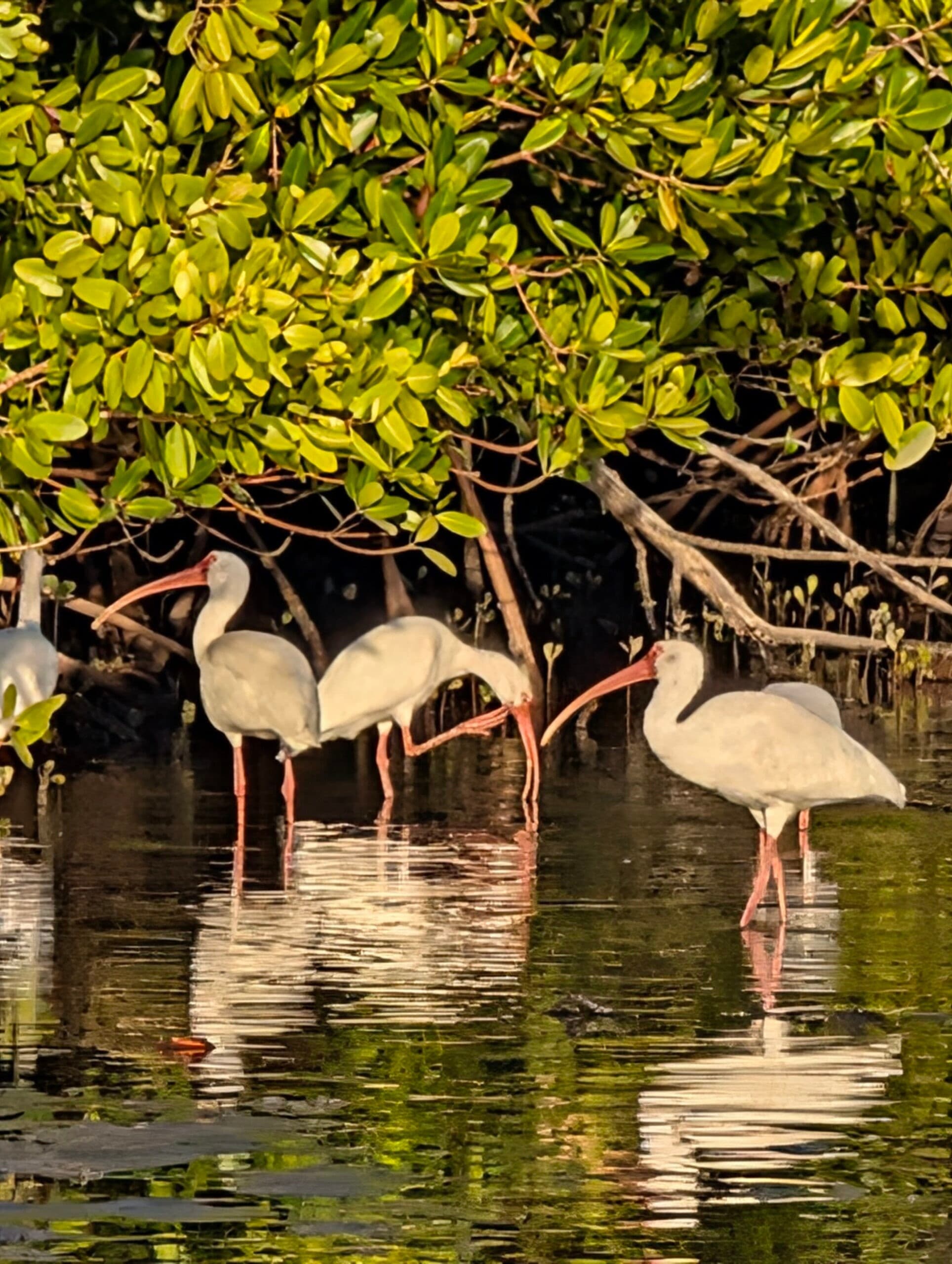 Private Estero Bay Dolphin, Shelling & Sandbar Tour from Fort Myers Beach photo 4