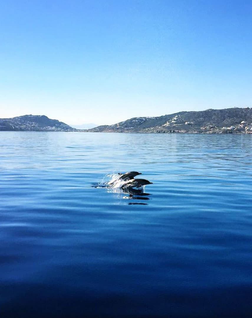 Water Activities: Rhenia Escape Catamaran from Mykonos