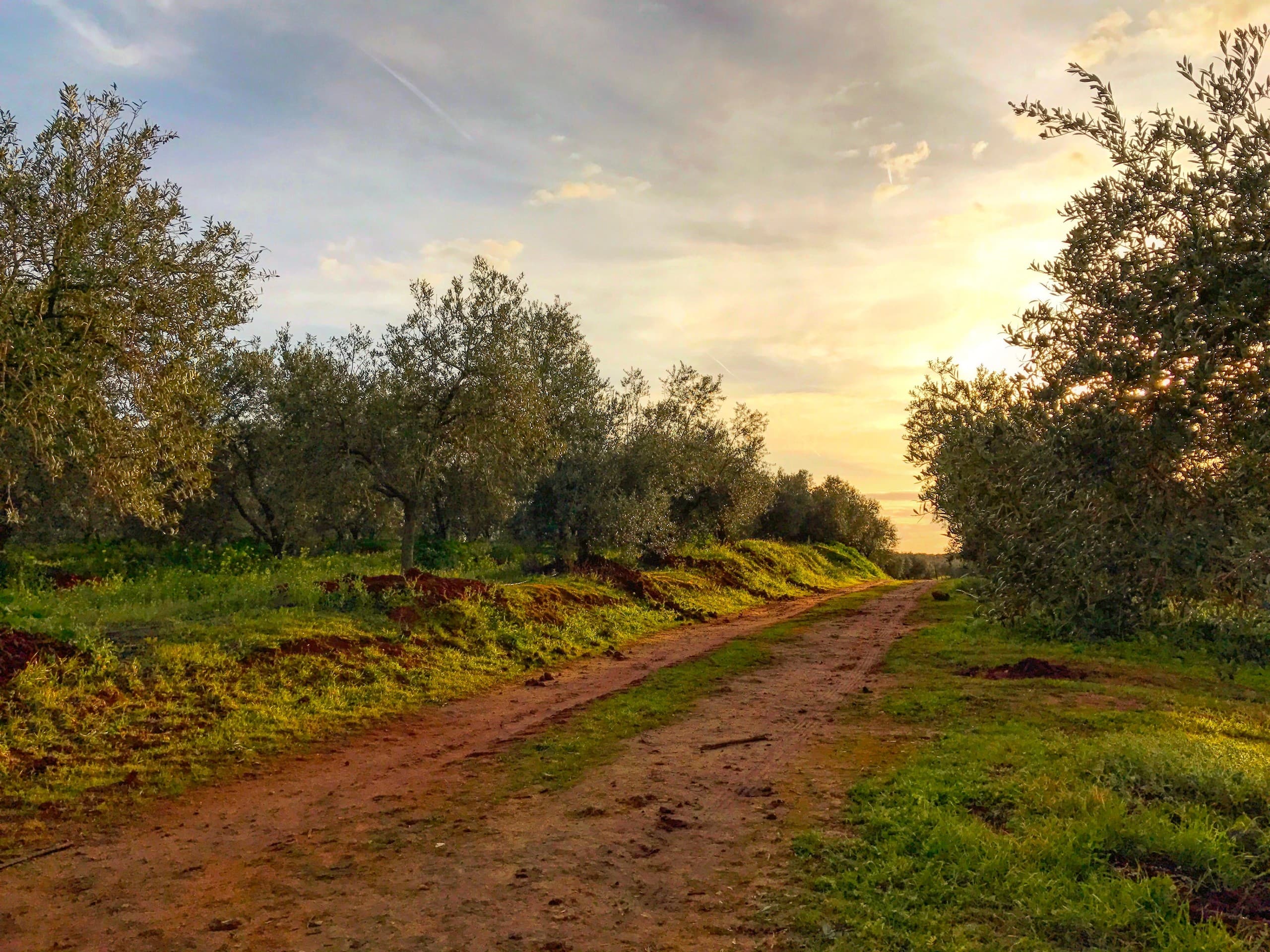 Oleovisit: Guided Olive Oil Tasting at Hacienda Merrha, El Viso del Alcor photo 4