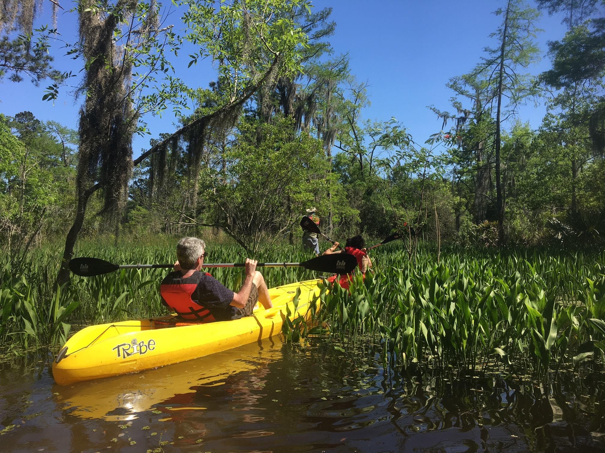Kayakers paddling yellow kayak through lush swamp vegetation