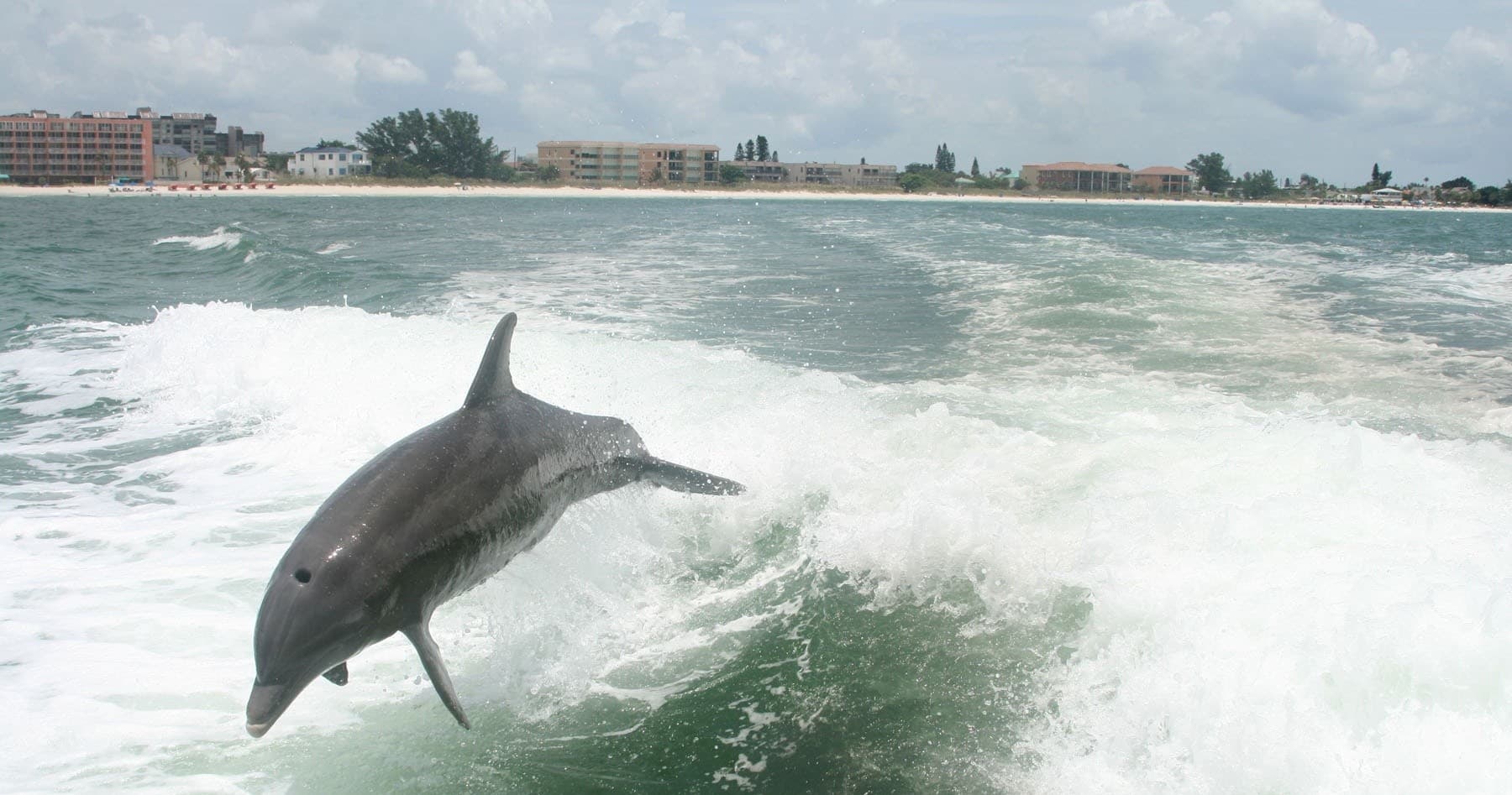 Dolphin Viewing with St. Pete Boat Tours in St. Petersburg