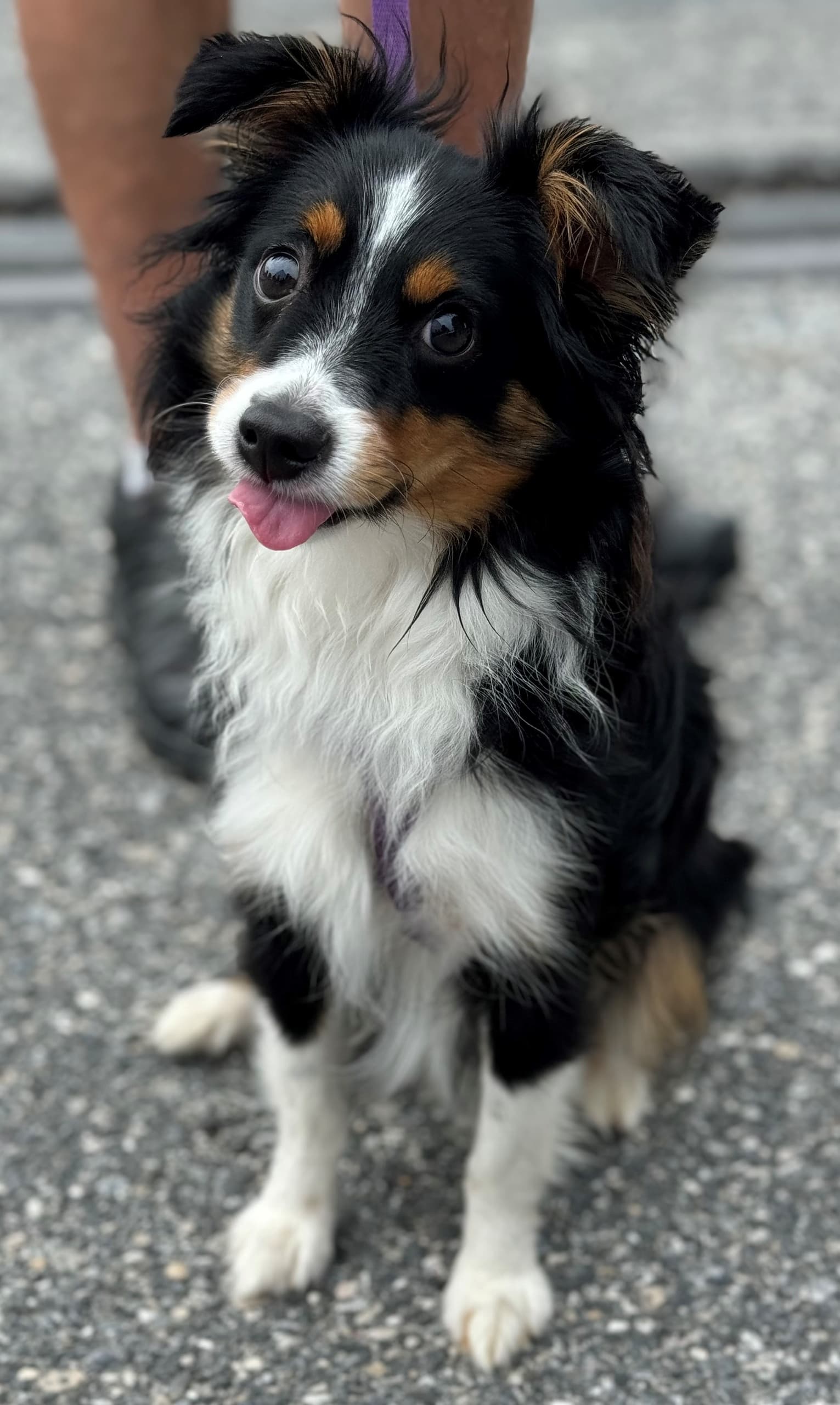 Tails on the Rails: Dogs' Day In The Park in New Freedom