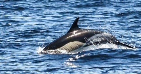 Common dolphin surfing wave near boat, marine wildlife encounter