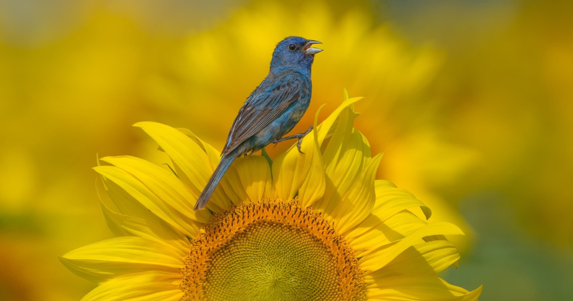 Wildlife Nature Photography at The Sunflower Farm