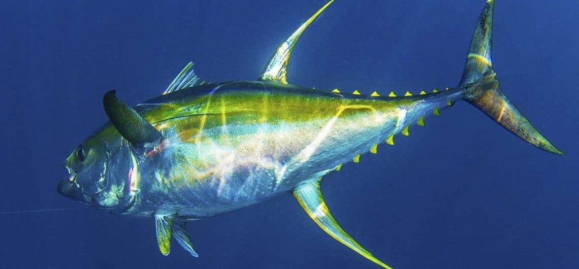 Yellowfin tuna on deep blue ocean background showcasing big-game fishing