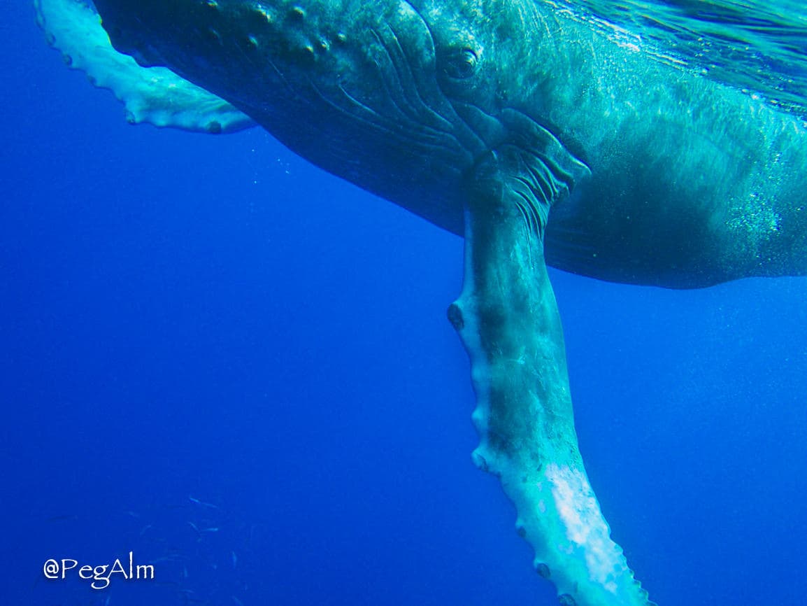 Close-up humpback whale breaching in deep blue Pacific waters