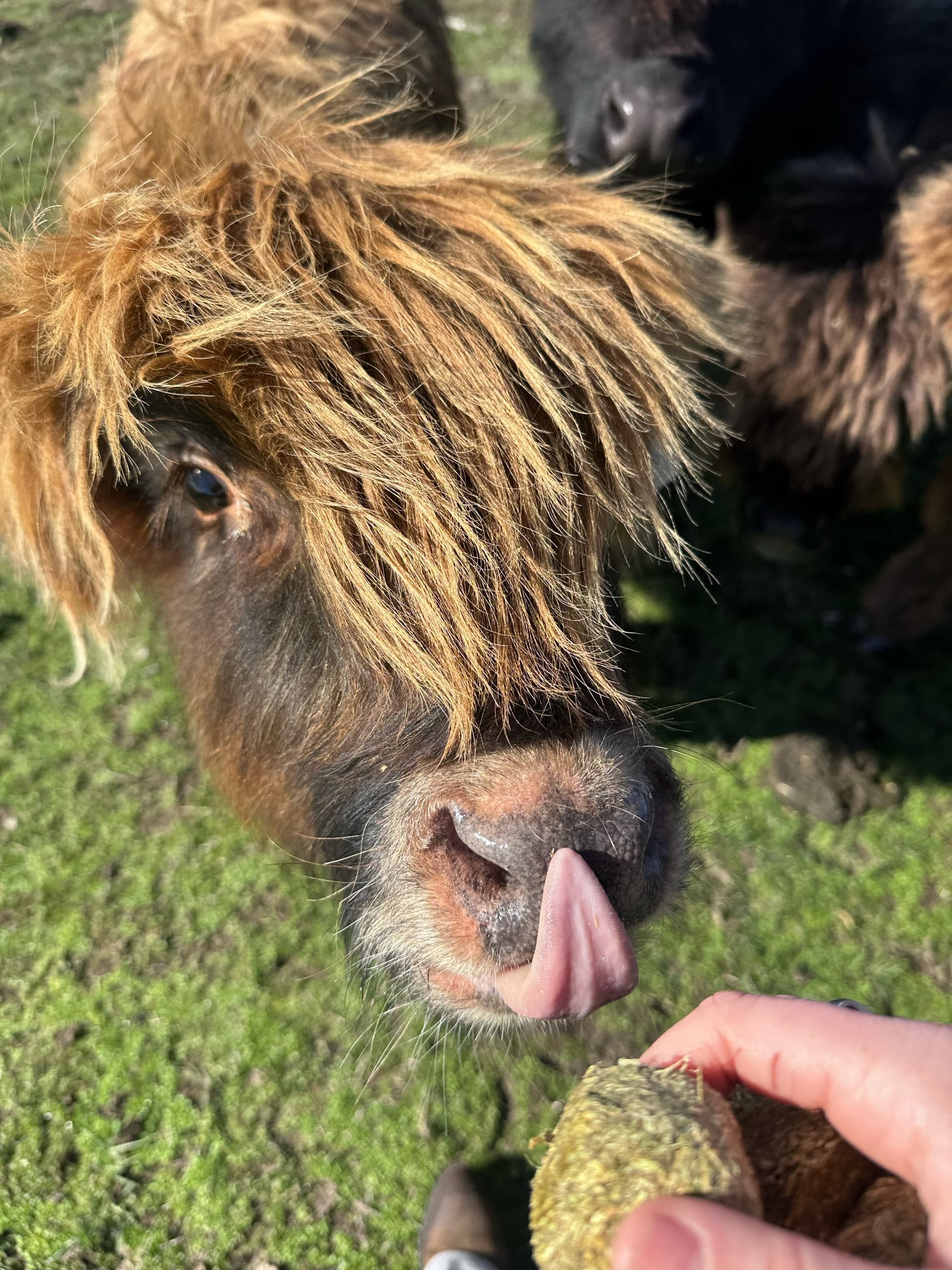 High Tea with Highland Cows at Mitchell Park: Farm Tea and Cattle Experience Near Ballarat photo 2