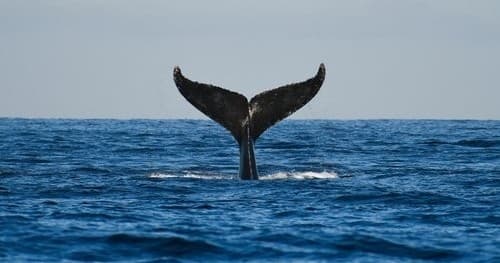 Cabo Whale Watching Experience: Breaches, The Arch & Sea Lion Colony
