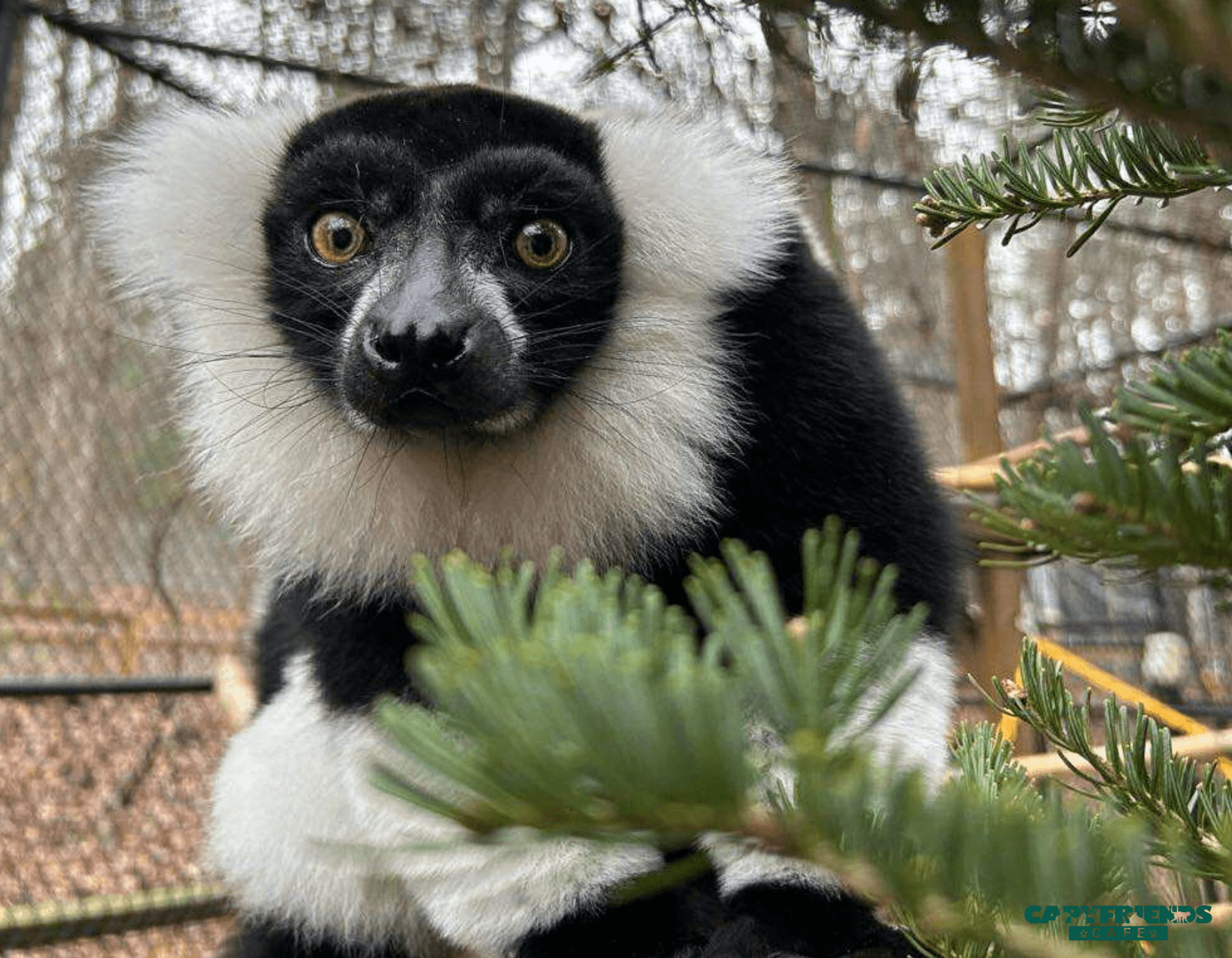 Face-to-Face with Lemurs and Capybaras in Helen, GA — Capyfriends 50-Minute Encounter