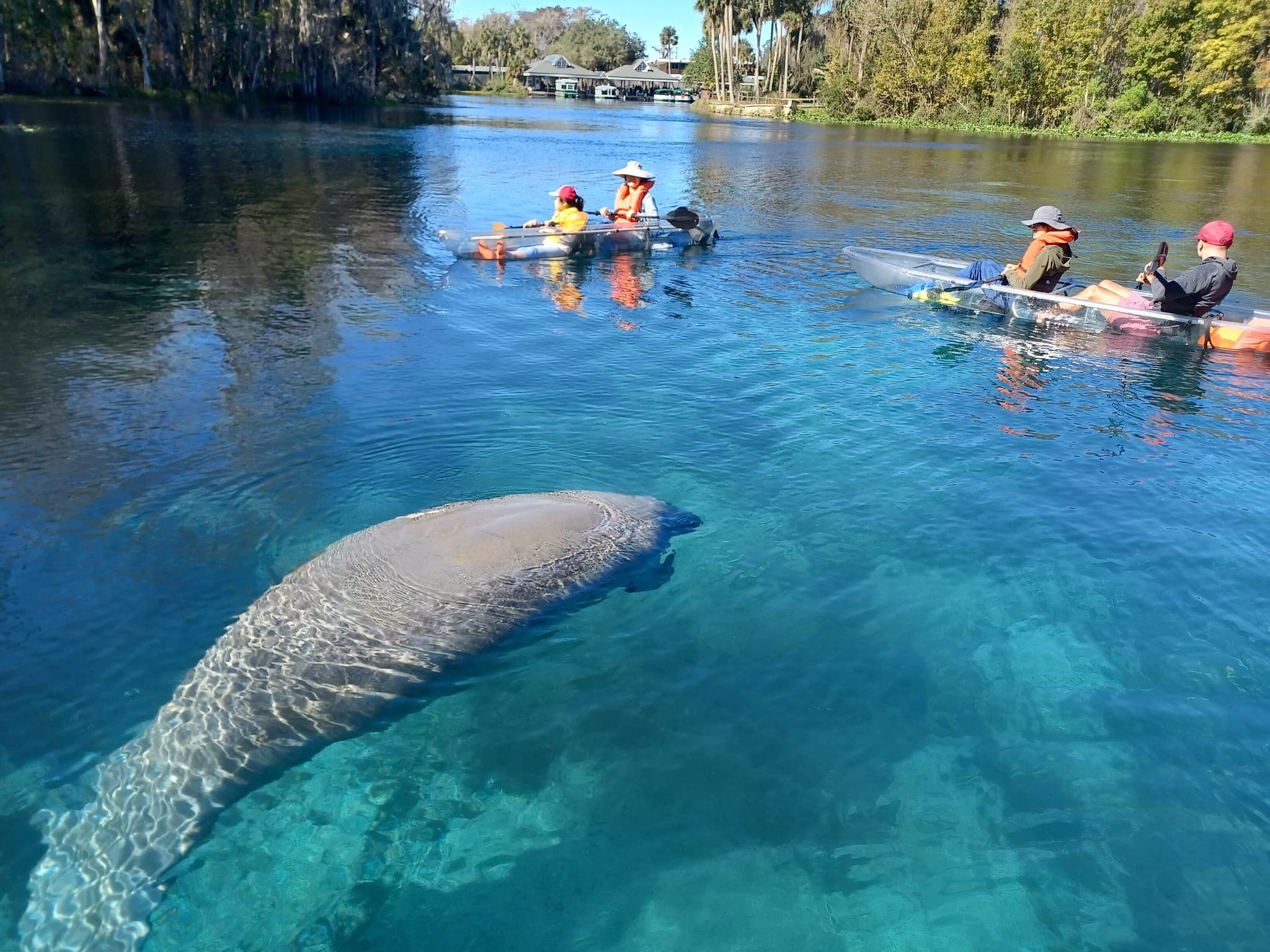 Paddle Through Florida’s Largest Spring: Manatees & Monkeys at Silver Springs
