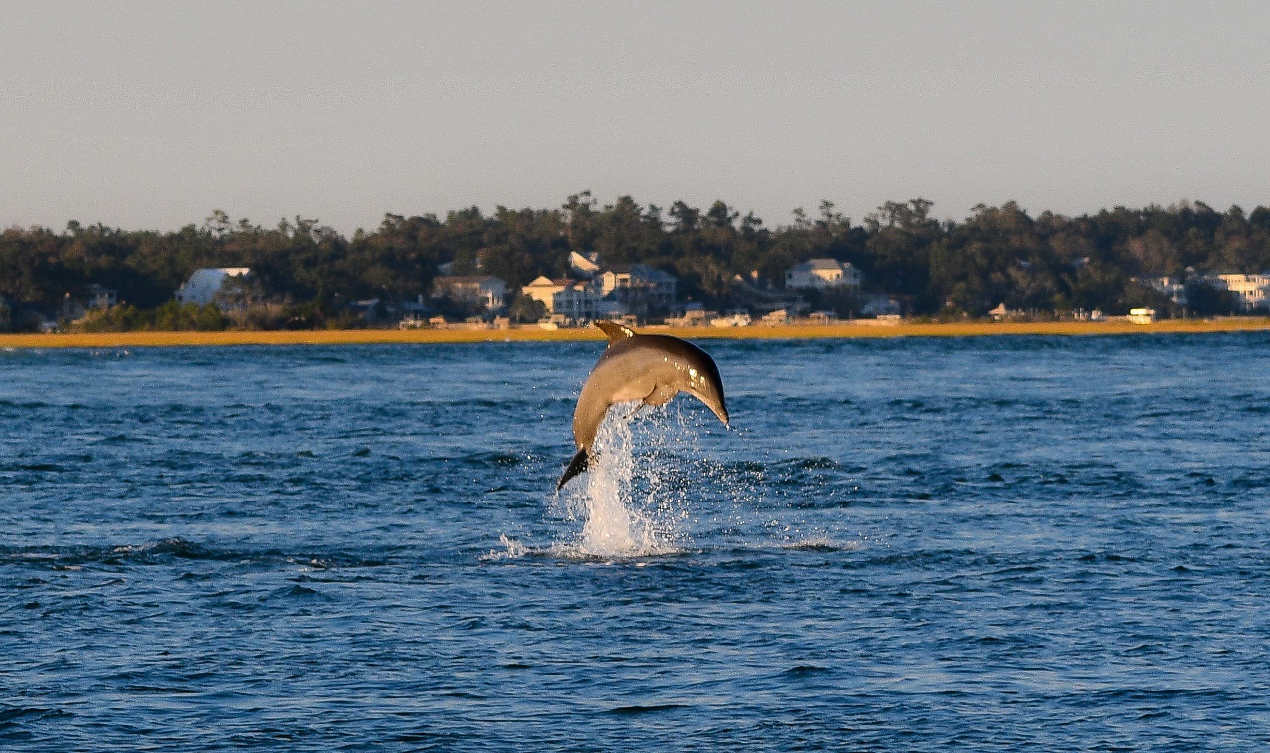 Take the Helm: Dolphin Discovery Mini-Boat Tour in Carolina Beach