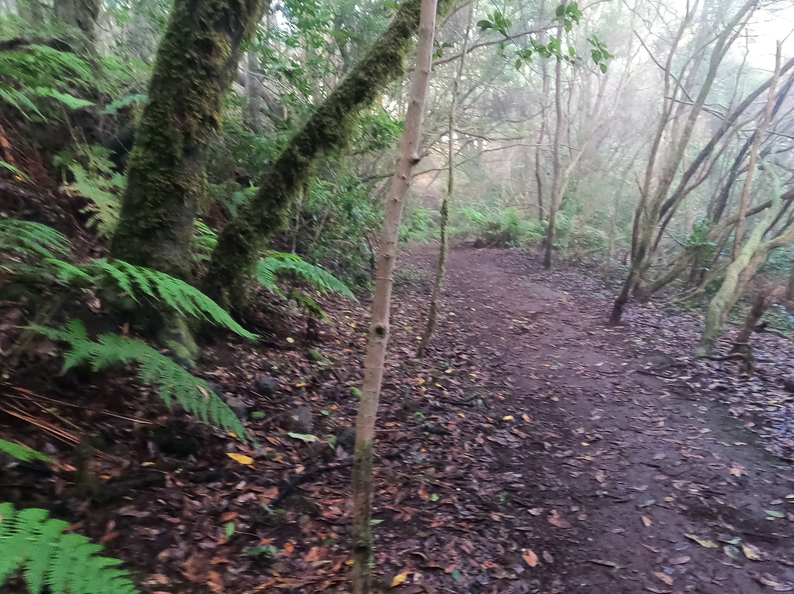 Laurisilva Trek with Natura Xtreme Tenerife