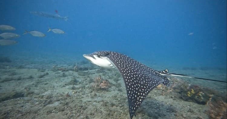 Spotted eagle ray gliding over reef during Florida snorkel