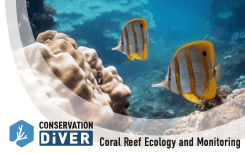 Conservation Diving Tour in Honolulu: Coral Reef Ecology & Certification