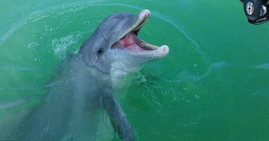 6 Hour Sightseeing with Venture Out Charters in Cape Coral