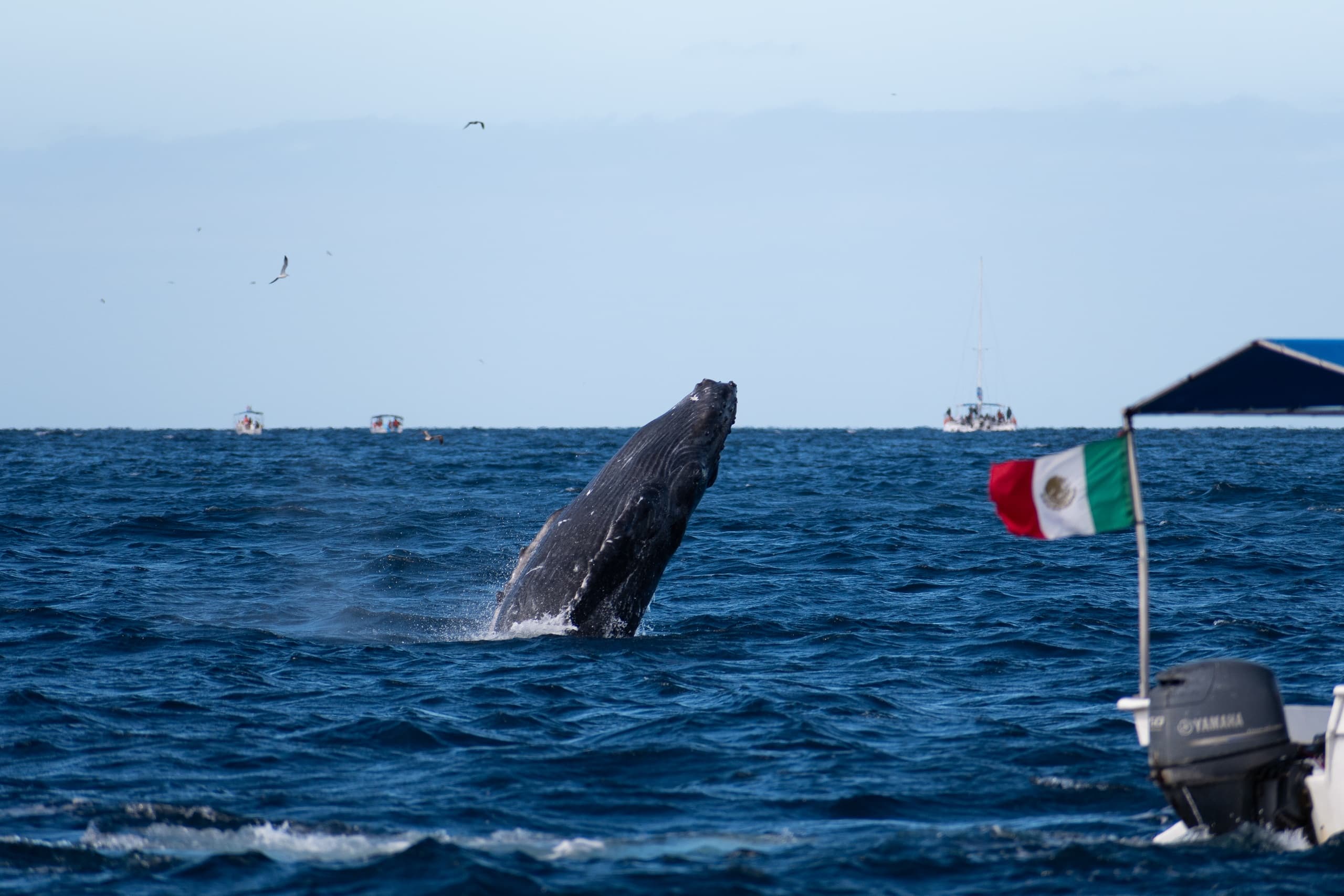 Cabo Whale Watching Experience: Breaches, The Arch & Sea Lion Colony photo 3