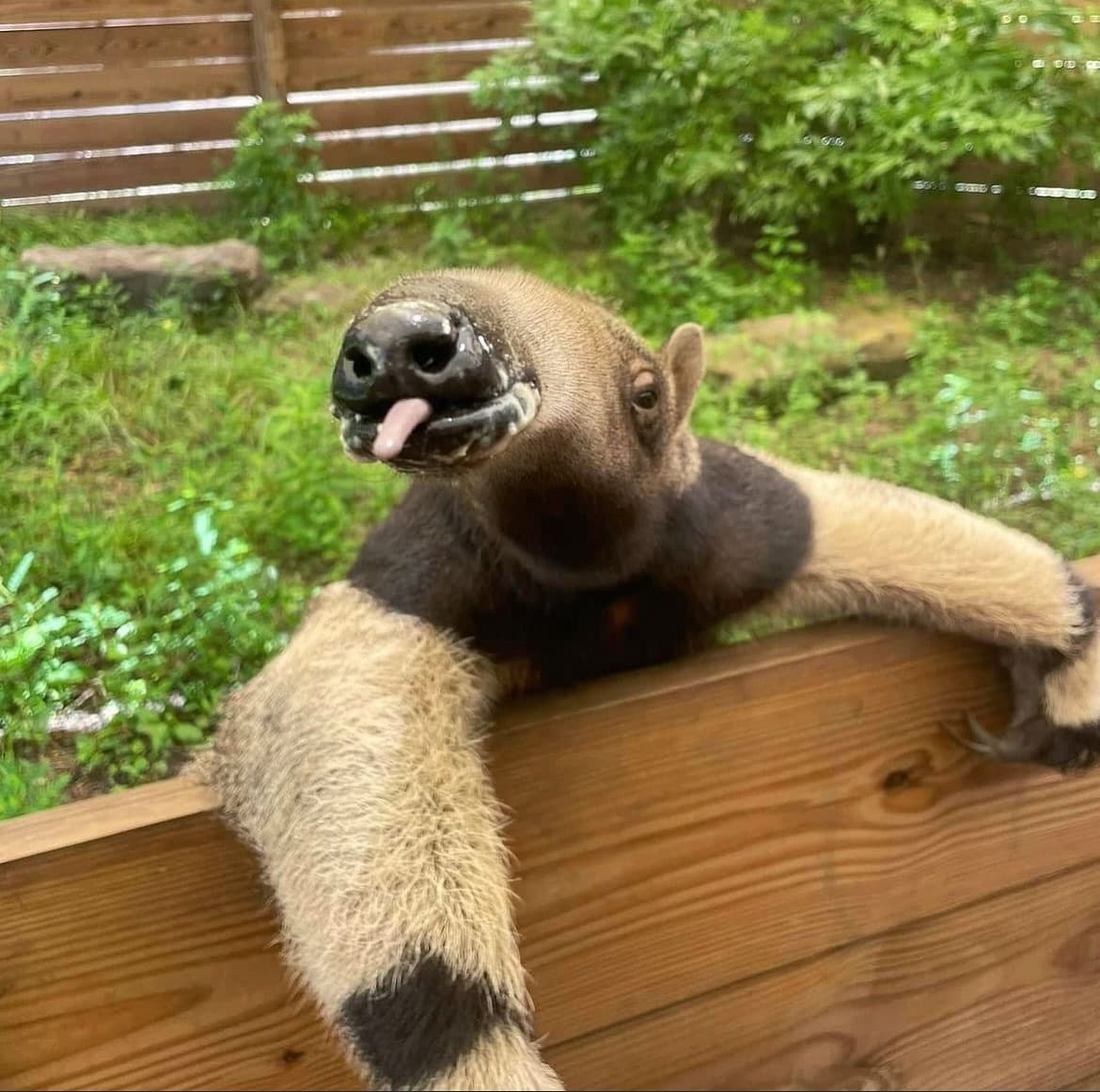 Anteater Encounter Guided Tour in Lamont, Florida