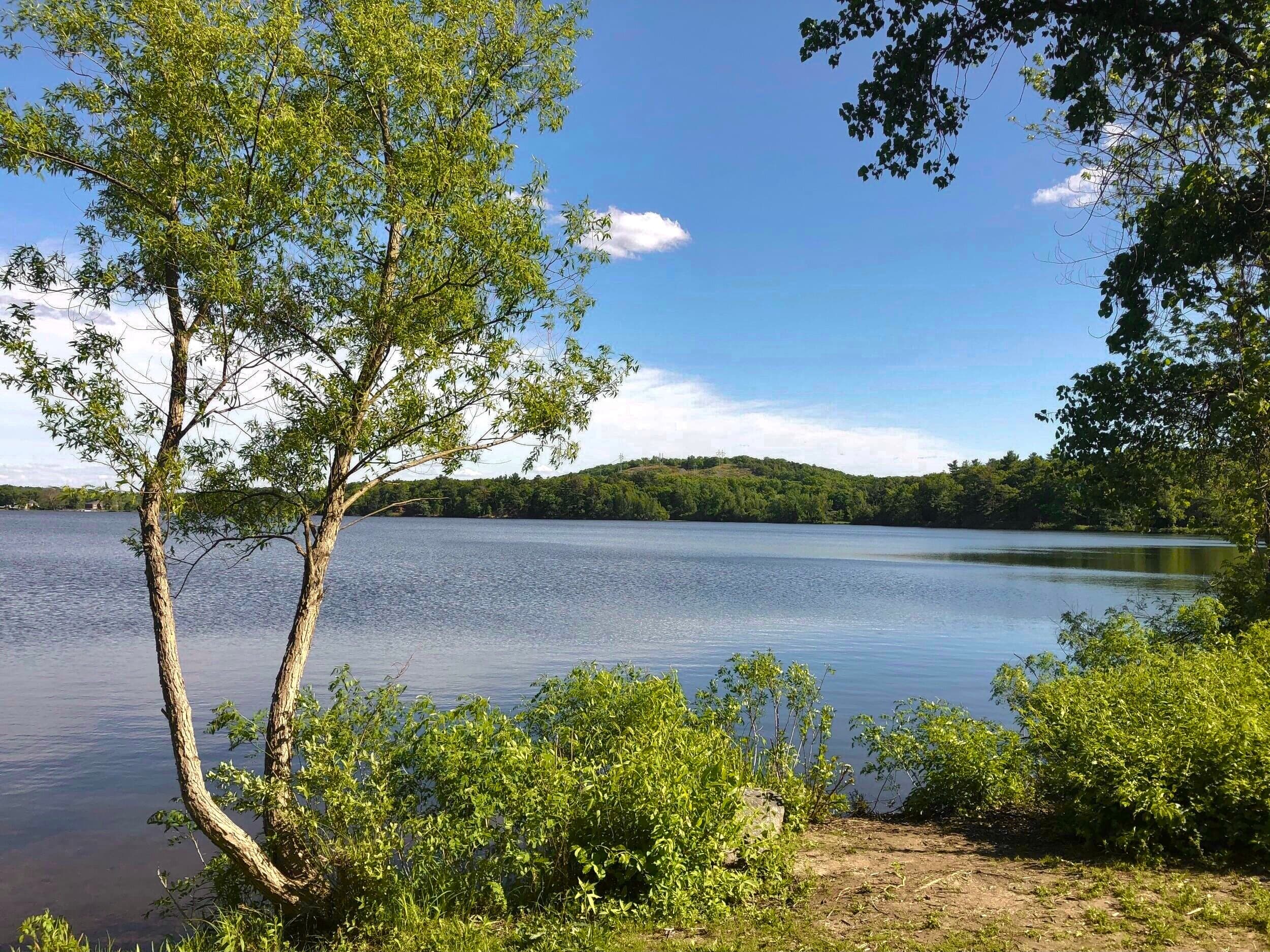 Serene lakeside paddleboarding with tree-framed shoreline