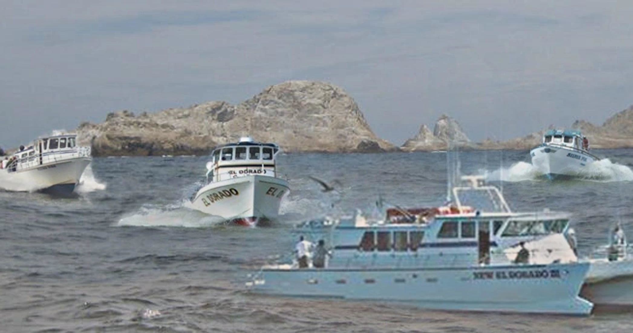 Fleet of sportfishing boats off rocky Pacific coast, offshore action