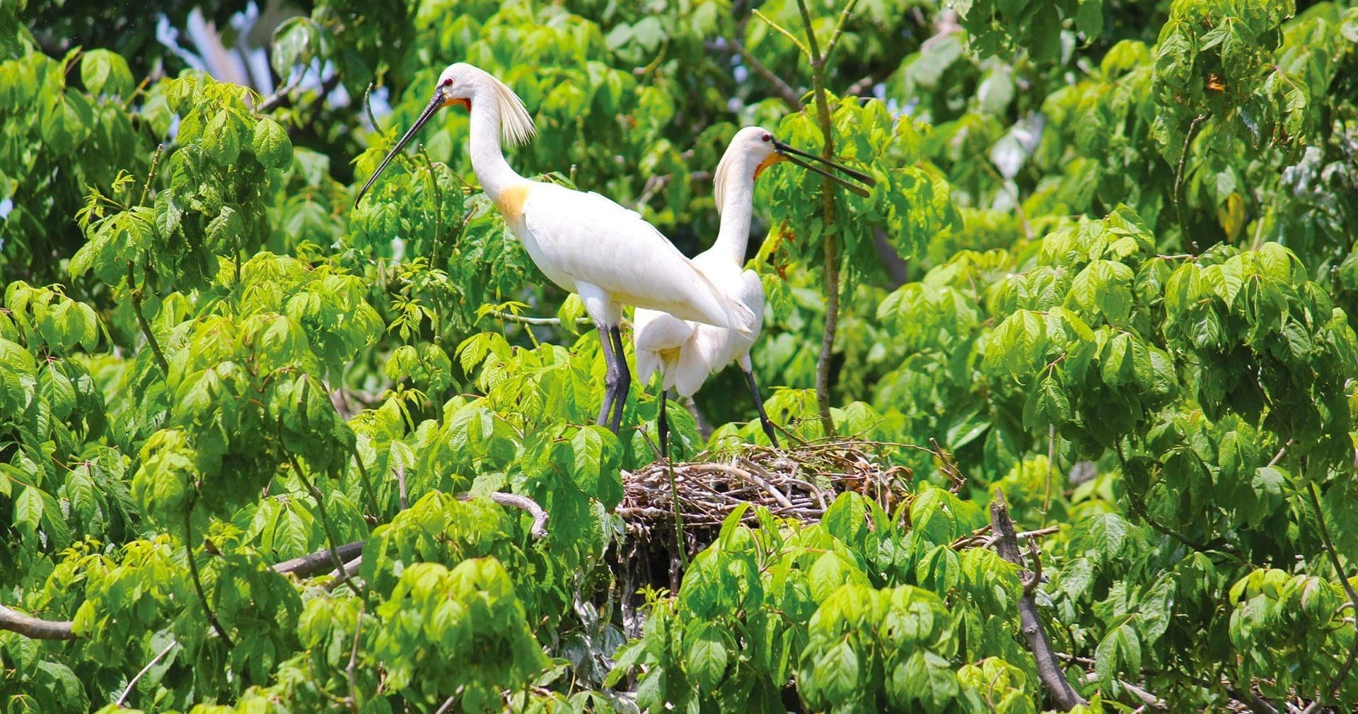 Birdwatching Adventure at Rio-A-Dentro Near Lisbon
