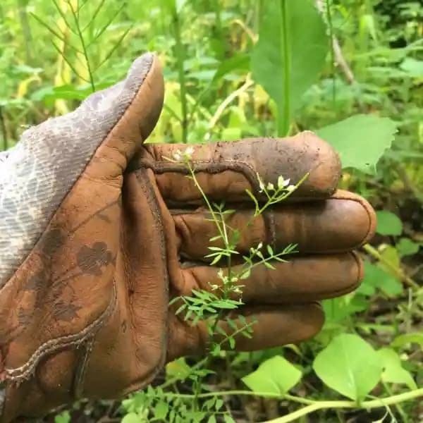 Invasive Plant ID & Management at Bowman's Hill Wildflower Preserve — New Hope Workshop