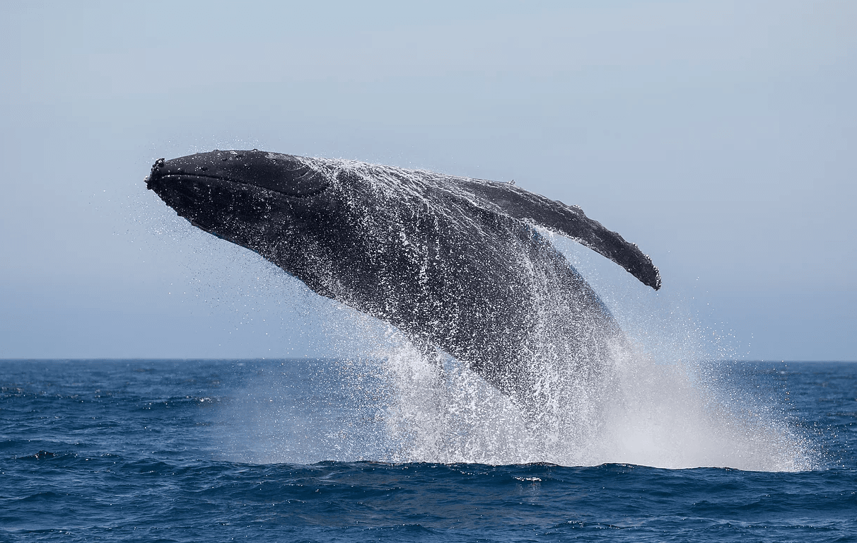 Water Activities & Snorkel Tour by The Magic Merman Snorkel Charters in Maui