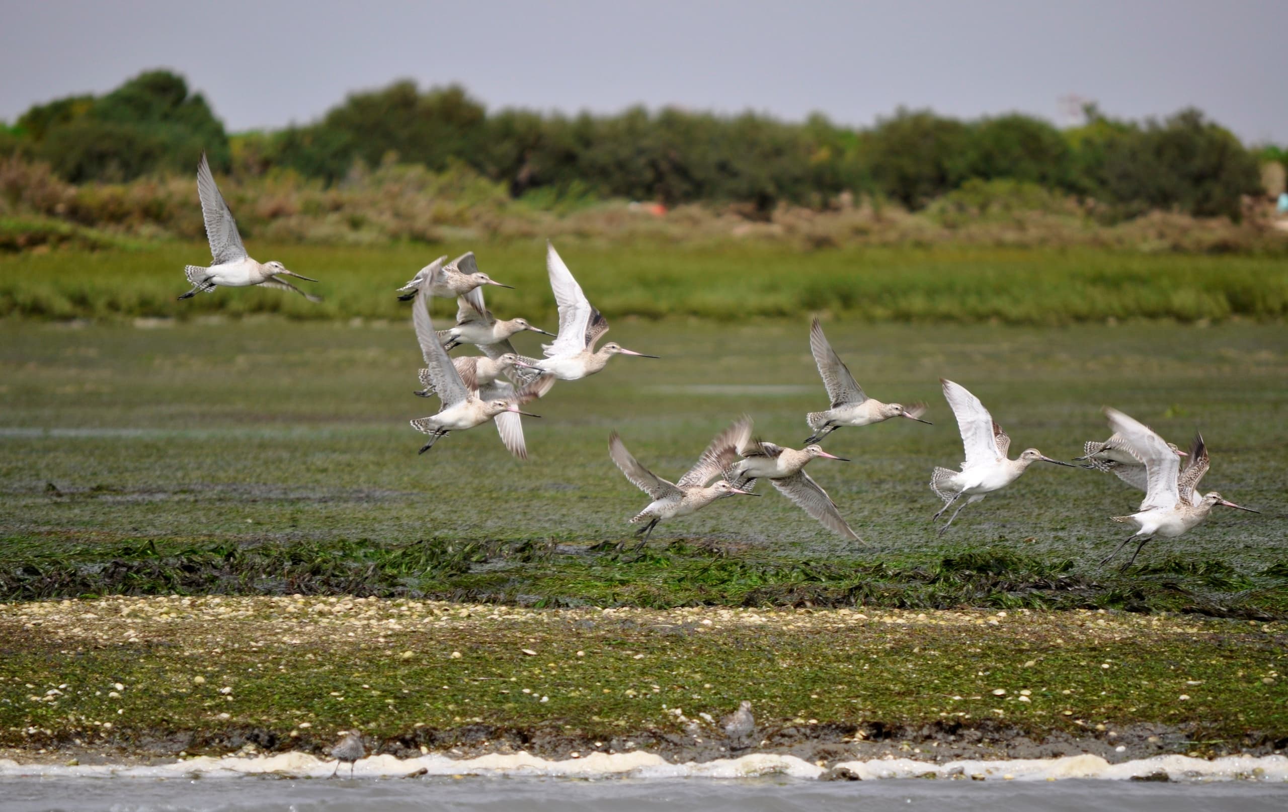 Birdwatching in Ria Formosa with Natura Algarve in Olhão