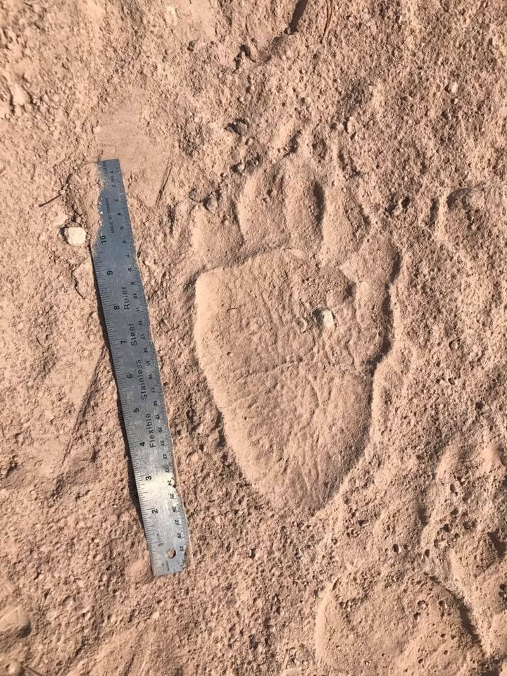 GYE Tracker Certification in Island Park, Idaho