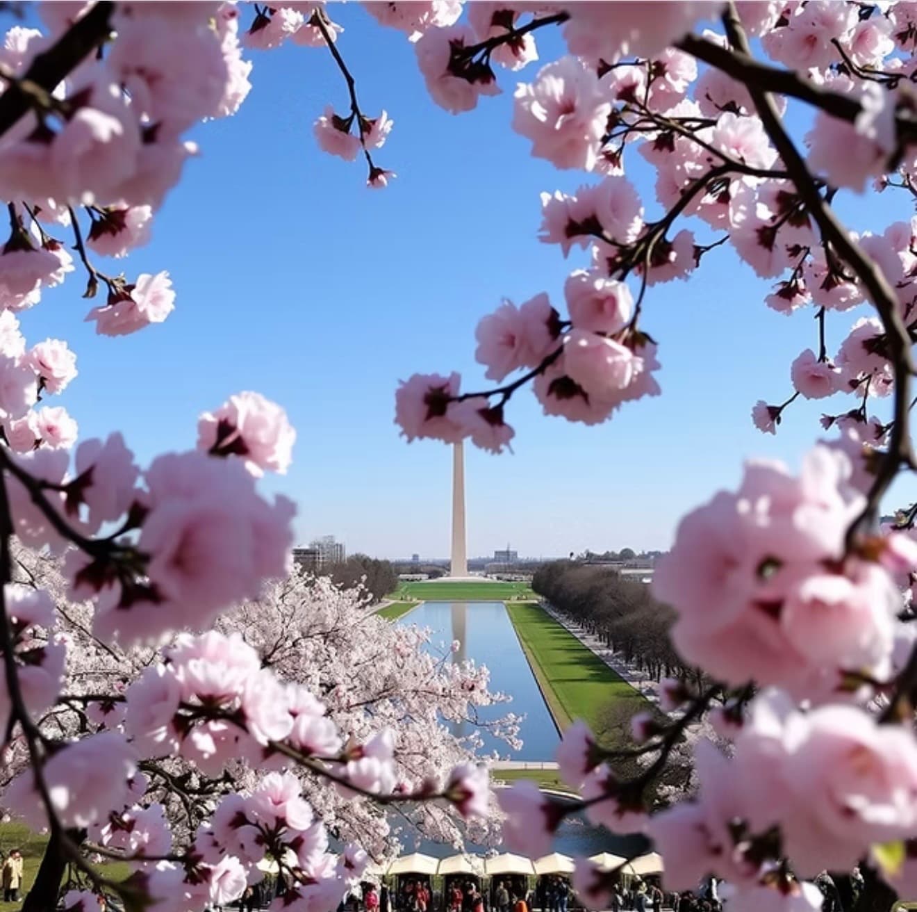 Spring Cherry Blossom Festival Walk: Visit Eight Memorials in Washington, D.C. photo 1