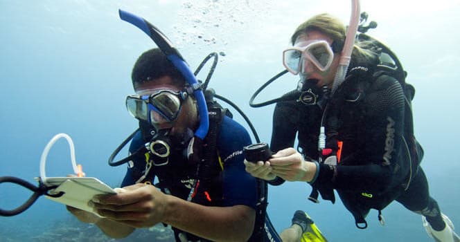 Two scuba divers checking dive computer underwater in Lanzarote