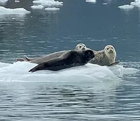 Explore Alaska’s Fjords on The Great Alaskan Loop