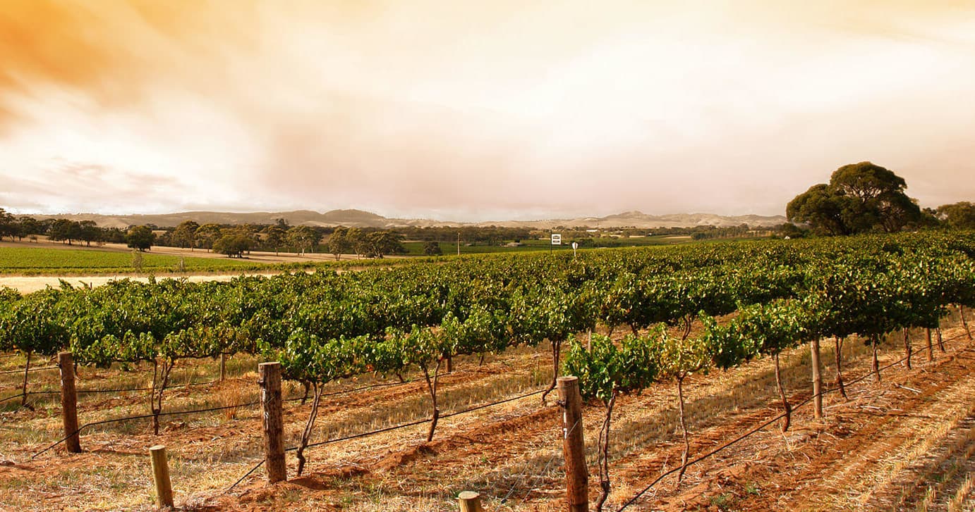 Vineyard rows at sunset on Delmarva coast, scenic wine country tour