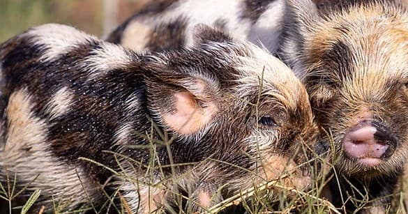 Cuddle with Kunekune Pigs: An Intimate Farm Experience Near Burleson, TX