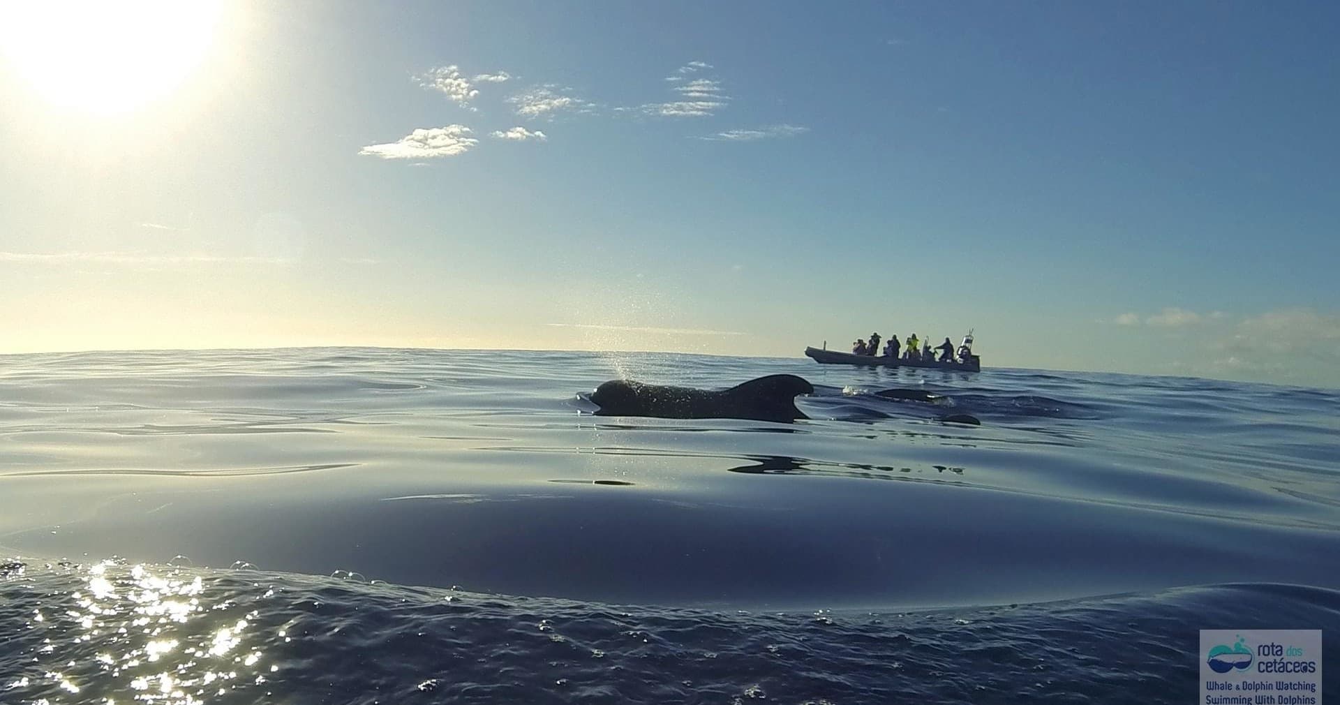 Small whale-watching boat at sunrise on calm open ocean