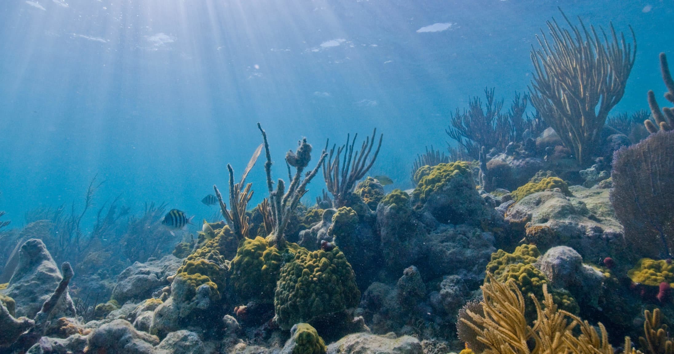 Snorkelers exploring vibrant coral reef in clear tropical water