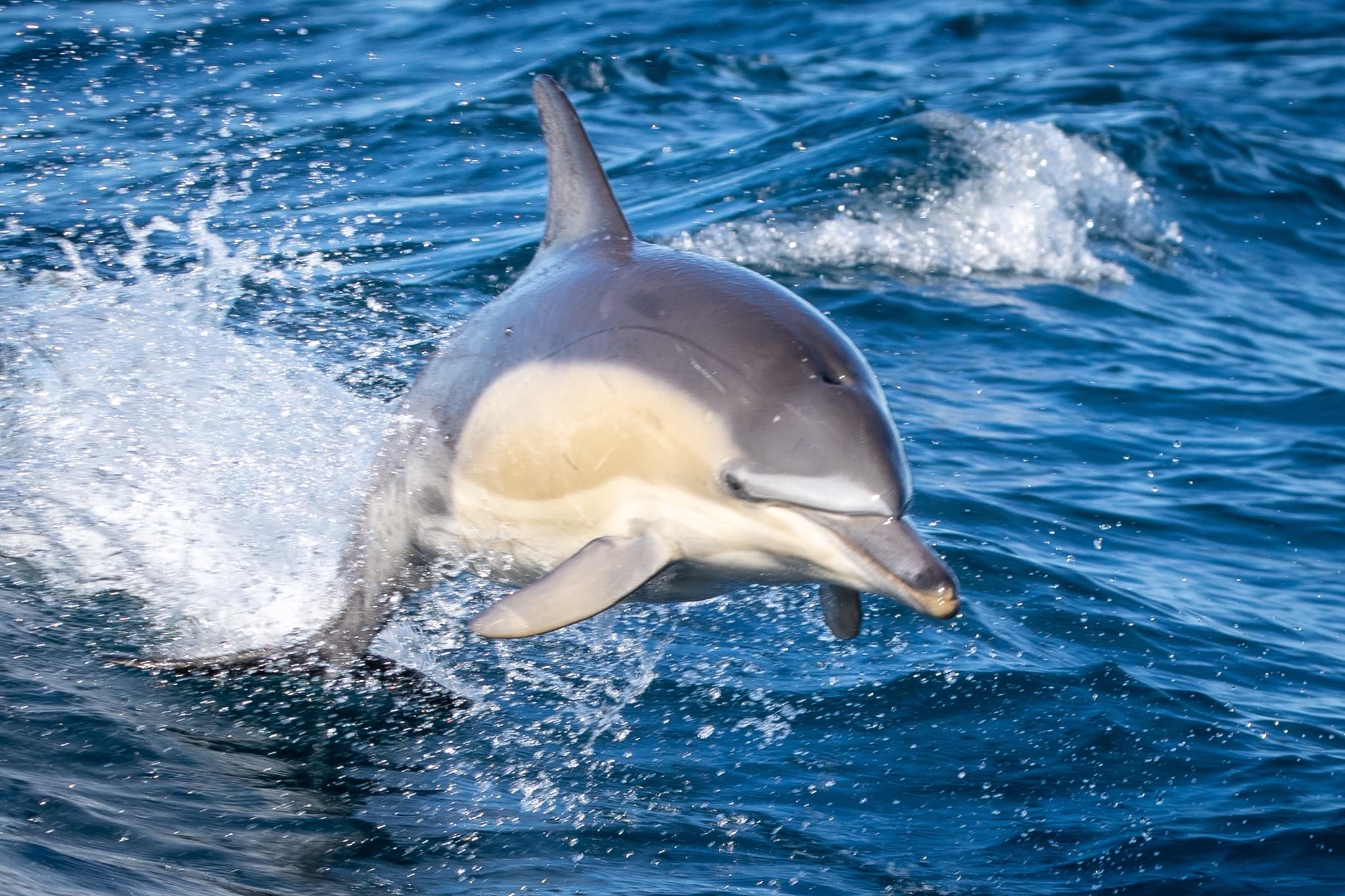 Dusky dolphin leaping at sea, fast marine wildlife encounter