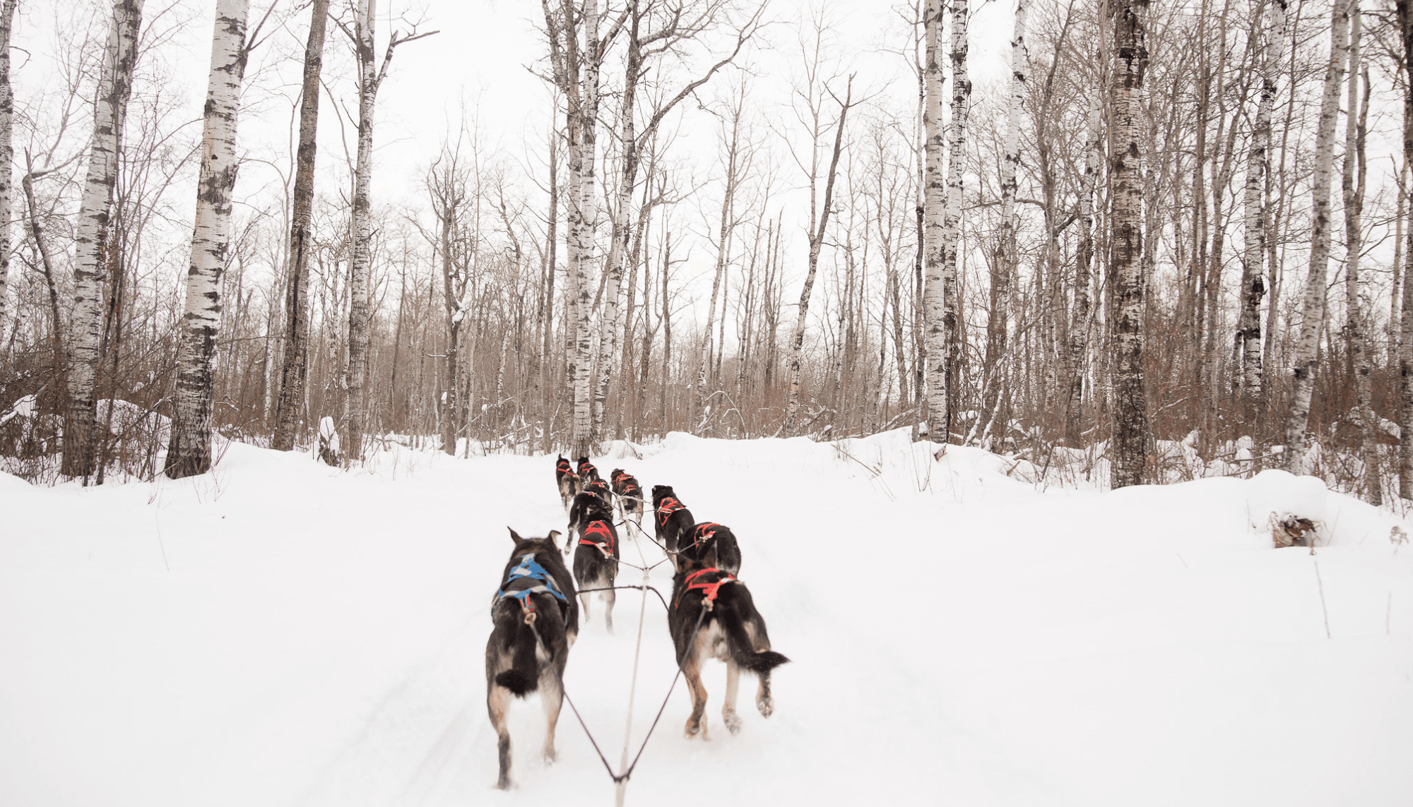 30-Minute Sled Dog Ride at Echo Valley Provincial Park, Fort Qu'Appelle