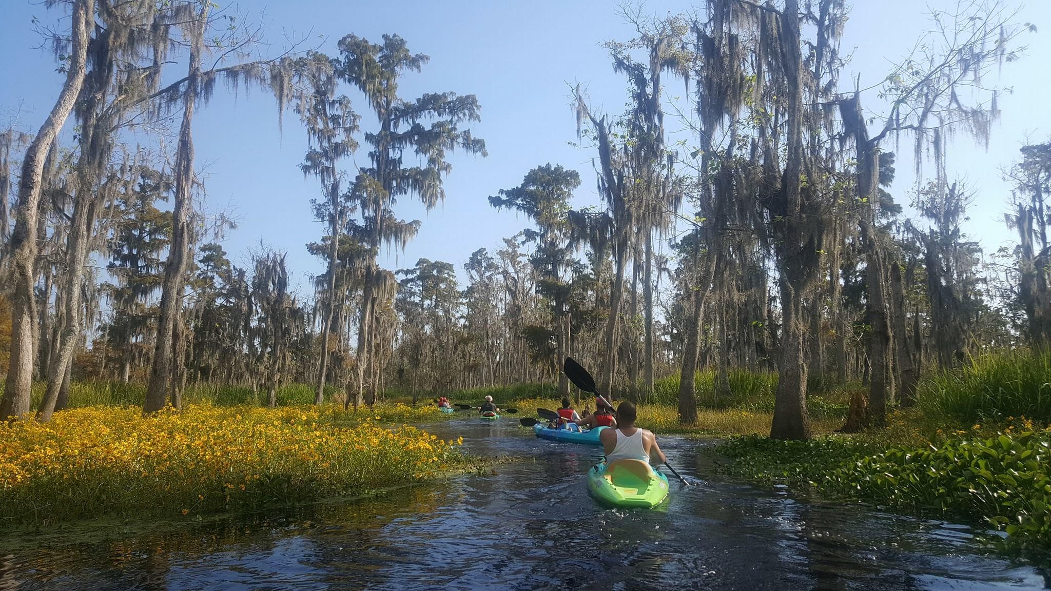 Solo kayaker paddling through cypress trees and marsh