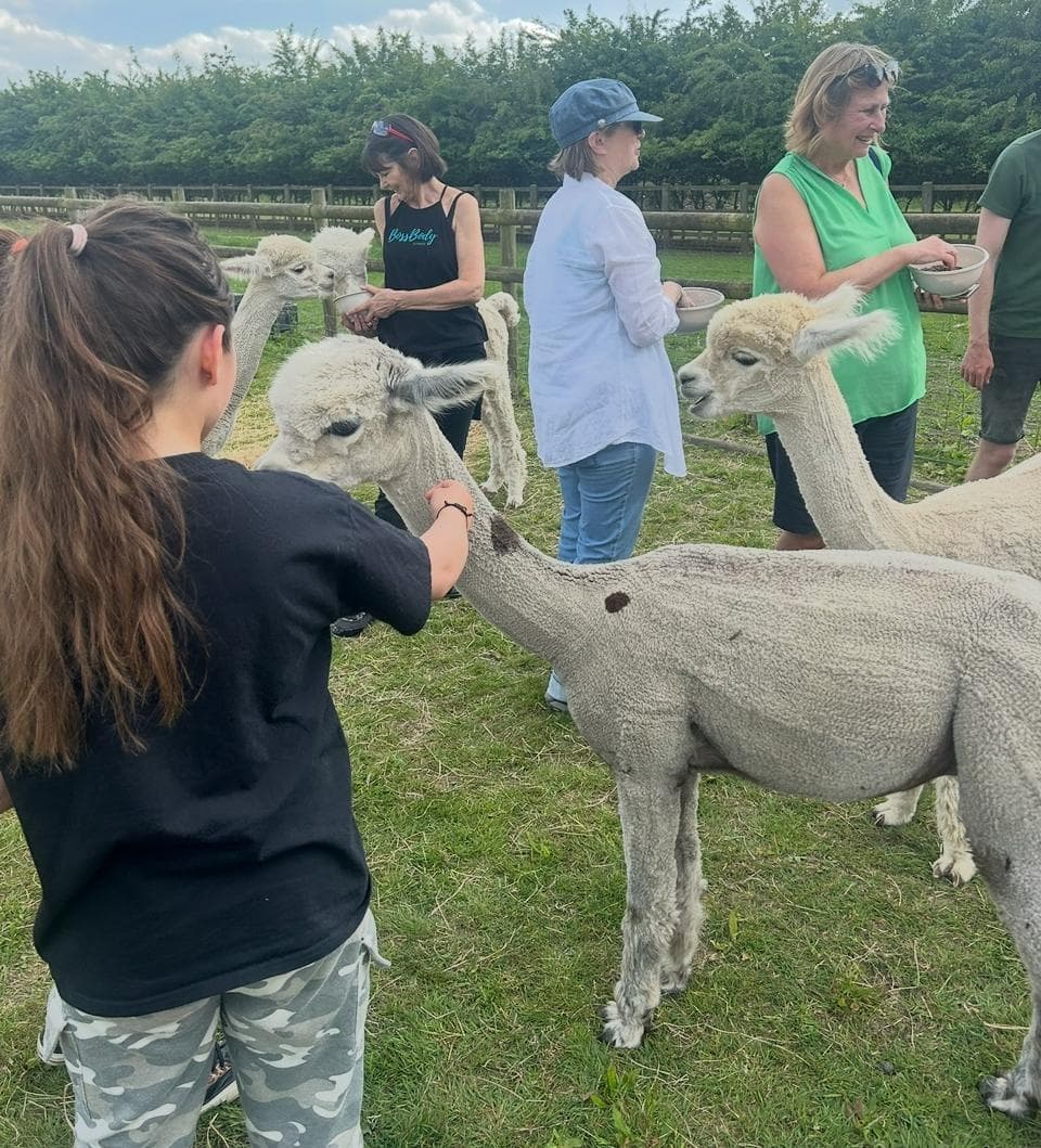 Meet Alpacas and Goats at Wattisham Farm — Hands-On Fleece & Cafe Visit photo 4