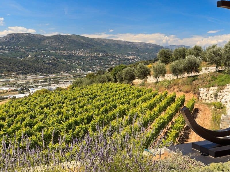 Provence Wine Tour: Day Trip to Domaine de la Source, Saint Paul de Vence & Eze