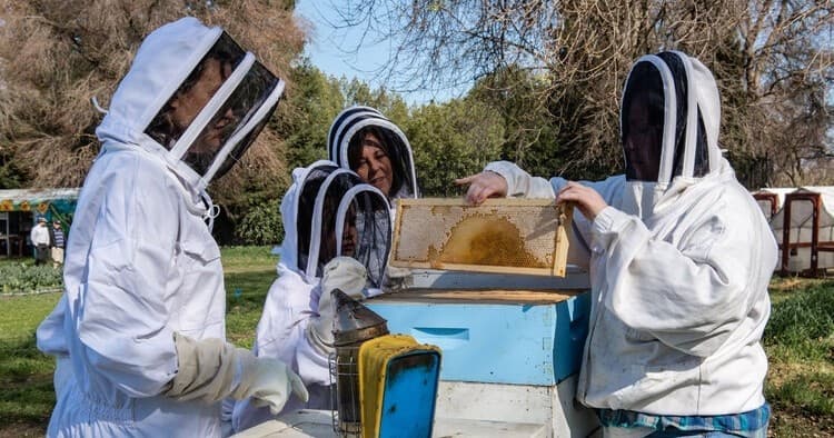 Beekeepers inspecting hive frames at outdoor apiary