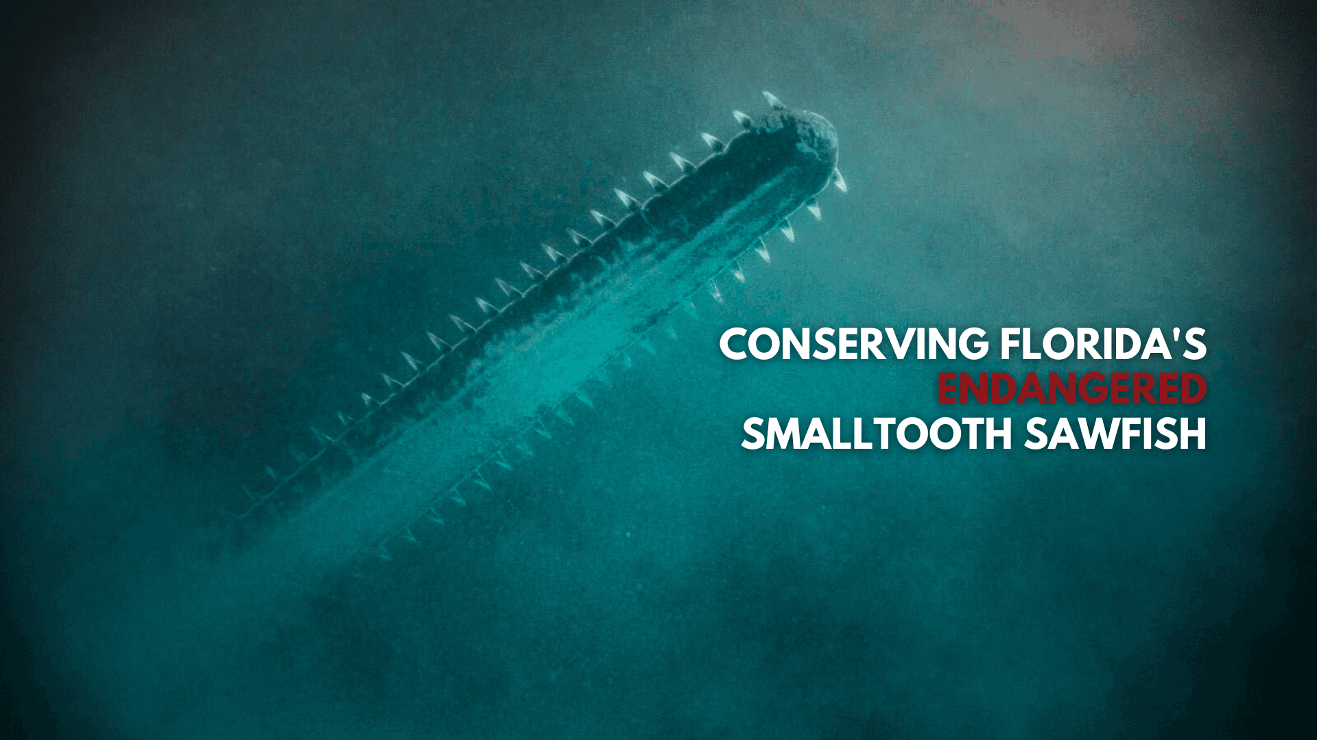 Kyalami Training: Marine Conservation in North Palm Beach