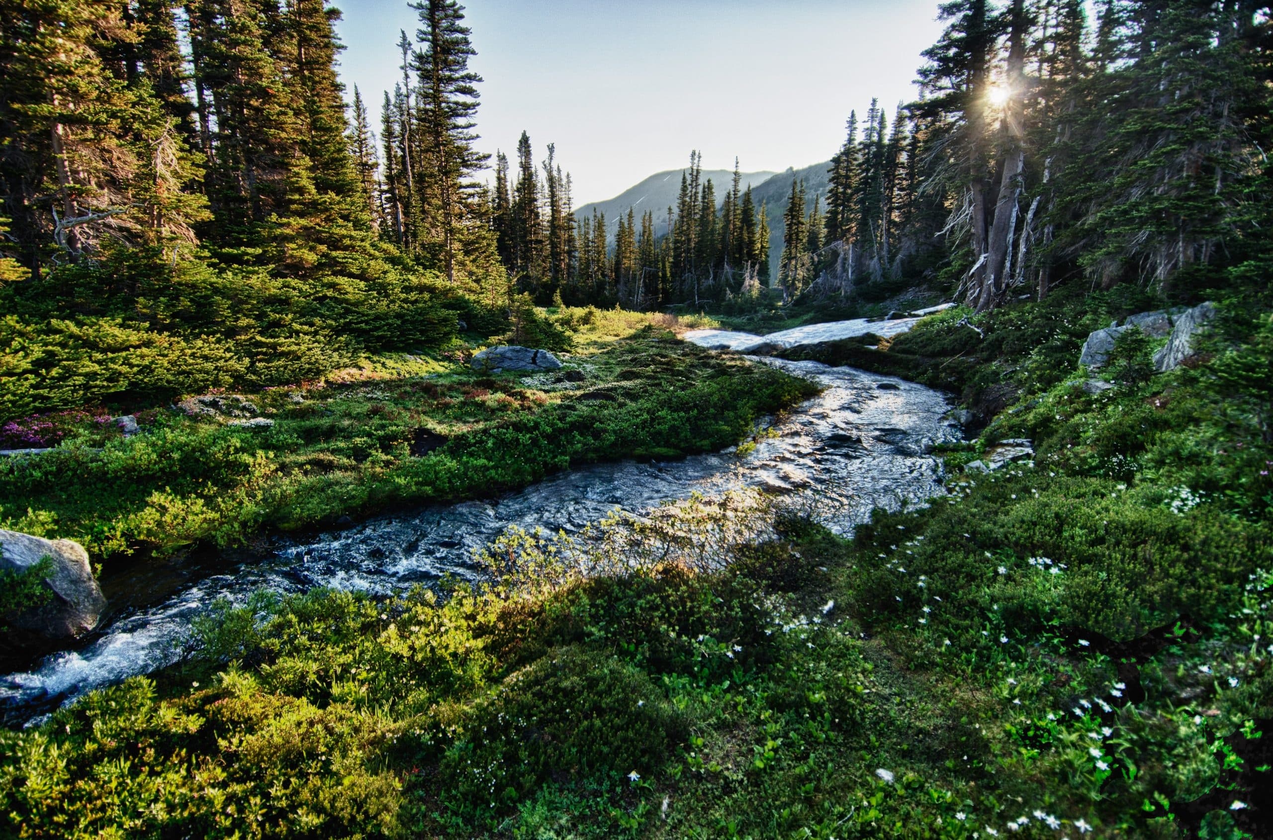 Alpine stream winding through wildflower meadow and forest